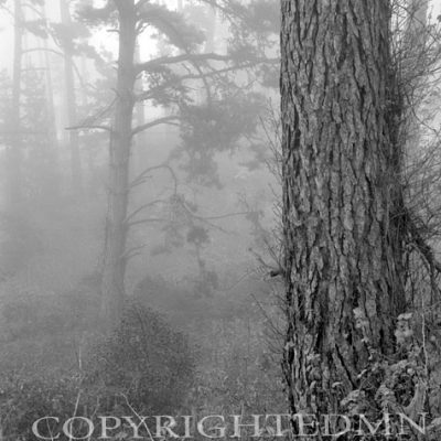 Mystical Forest, California