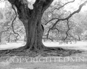 Oak Tree Trunk, Louisiana 97