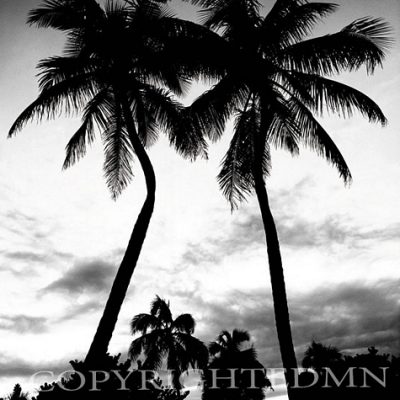 Palm Trees Silhouette, Florida