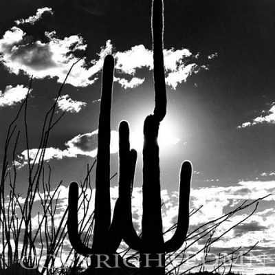 Saguaro Silhouette, Tucson, Arizona