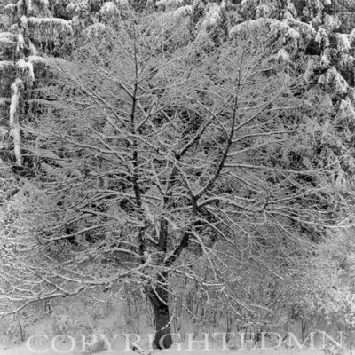 Snow Tree, Michigan