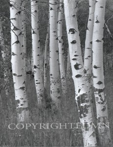 Aspen Trees, Wyoming 95