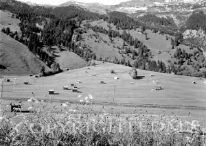 Austrian Hillside #2, Austria