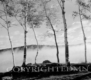 Birch Trees & Mist, Negaunee, Michigan 90