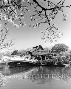 Cherry Blossoms & Bridge, Kyoto, Japan 05