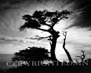 Cypress Silhouette, Monterey, California