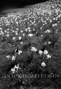 Daffodil Field, Michigan