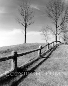 Fence & Trees, Empire, Michigan