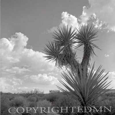 Joshua Tree #1, California