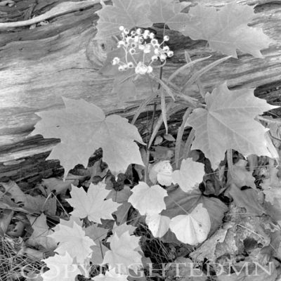 Leaves On Log, Canada