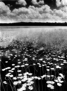 Lilly Pads On The Lake (infrared), Conway, Michigan