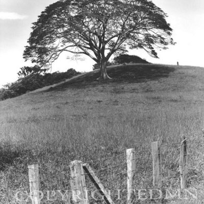 Lone Tree & Fence, Costa Rica 04