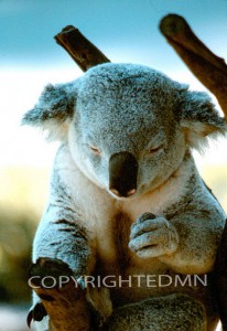Koala #3 - Color