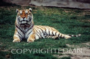 Tiger #1 - Color