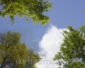 Sky & Tree Tops Combination #21-Color.jpg