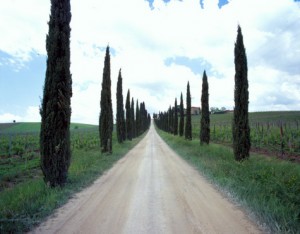 Cypress Tree Lane, Tuscany, Italy 06 - Color