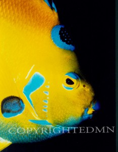 Fish #1 - color
