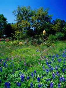 Bluebonnet Field #3, Austin, Texas 07 - Color